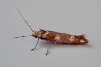 Scythris scopolella