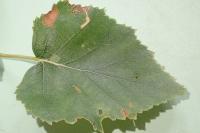 Stigmella sakhalinella