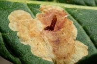 Cameraria ohridella