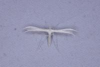 Pterophorus pentadactylus