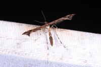 Amblyptilia acanthadactyla