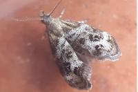 Tebenna micalis