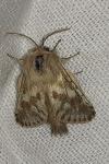 Dyspessa ulula