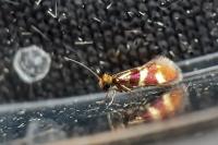 Micropterix aglaella