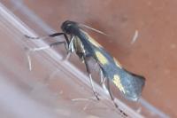 Euspilapteryx auroguttella