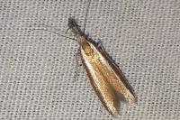 Pleurota aristella