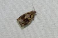 Archips crataegana