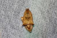 Archips podana