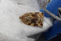 Archips xylosteana