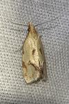 Agapeta hamana