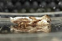 Bucculatrix alaternella
