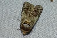Cossus cossus