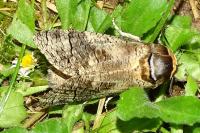 Cossus cossus