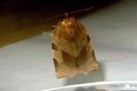 Choristoneura hebenstreitella