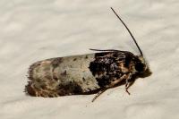 Gypsonoma sociana