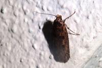 Hofmannophila pseudospretella