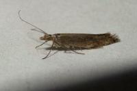 Plutella xylostella