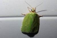 Tortrix viridana