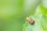 Nemophora fasciella