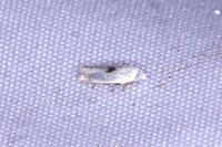 Pseudopostega auritella