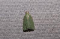 Tortrix viridana
