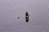Epiblema sticticana