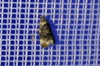 Endothenia