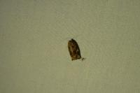 Archips xylosteana