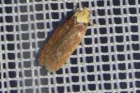 Depressaria