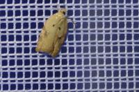 Acleris
