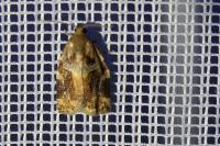 Archips xylosteana