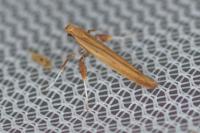 Caloptilia elongella
