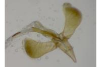 Caloptilia elongella