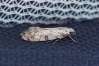 Nemapogon variatellus