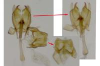Nemapogon variatellus