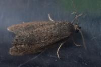 Neosphaleroptera nubilana