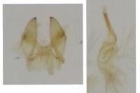 Monochroa suffusella