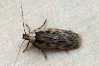 Depressaria radiella