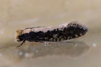 Monopis crocicapitella