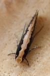 Monopis crocicapitella