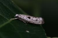 Yponomeuta plumbella
