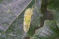 Phyllonorycter comparella