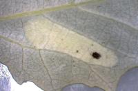Phyllonorycter comparella