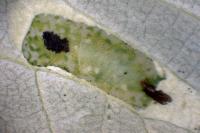 Phyllonorycter comparella