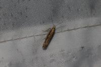 Plutella xylostella
