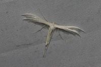 Pterophorus pentadactylus