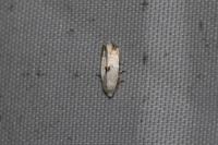 Pseudopostega auritella