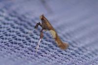 Caloptilia