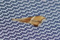Cnaemidophorus rhododactylus