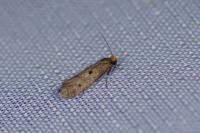 Tinea trinotella